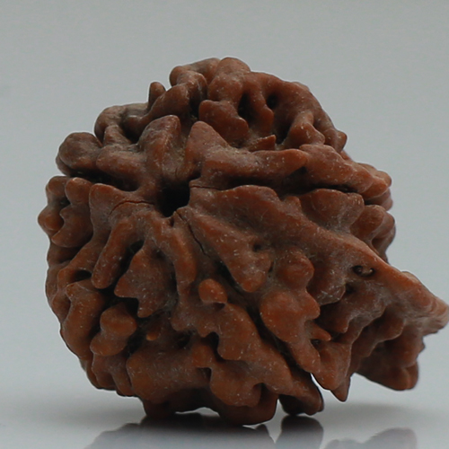 ganesha rudraksha price 1499rs.jpg